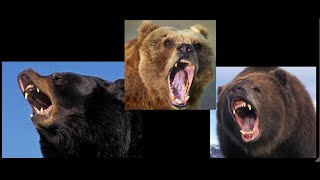 3 Horrifying Bear Attacks For The Ages