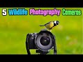 Best Cameras For Wildlife Photography On 2024