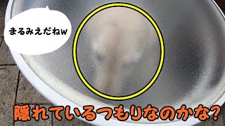 【短編集】丸見えでも休憩中、ゴールデンレトリバーのはっち