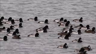 Scaup Flocks on Lake Ontario