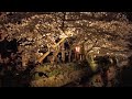 祇園白川の花嫁さんたち、円山公園の桜 木屋町の夜桜　 kyoto gion cherry blossoms.a lot of brides.