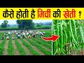 कैसे उगाई जाती है खेतों में मिर्ची ? | Chilli Farming Technique