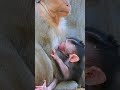 really cuteness adorable baby leo so much lovely baby ep 275 short monkey animals babyfood