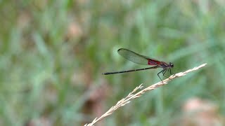 Minute Out In It: Damselflies