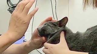 【白内障になった猫 その８】７か月ぶりの再診結果  Cataract treatments for my pet cat - Part 8