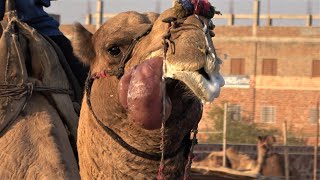 Nagaur Festival - Pushkar Cattle Fair, Day 1