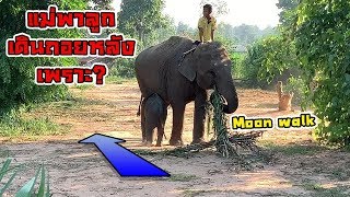 ตะลึง! แม่พาลูกเดินถอยหลังเพราะ?? (ทองเพชรสู่โลกกว้าง[EP.1] ) elephant thailand