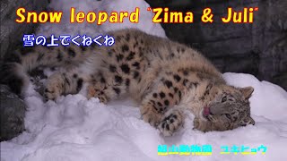 雪の上でくねくね（旭山動物園　ユキヒョウのジーマとユーリ）~ Snow leopard \