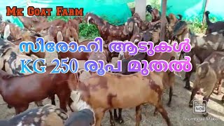 Sirohi goat farm.. സിരോഹി ആടുകൾ ഏറ്റവും വിലകുറവിൽ