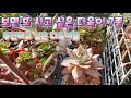 보면 또 사고 싶은 다육이 7종, 다부댁이 사랑하는 다육이 시리즈 # 다육이를부탁해    多肉植物, succulent, たにくしょくぶつ