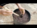 growing longan from seeding to harvest simple no need for a garden