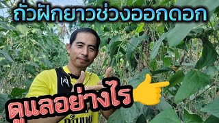 การดูแลถั่วฝักยาวอายุ40วันช่วงออกดอก | เกษตรสร้างรายได้ | เกษตรยั่งยืน | เกษตรกล้วยๆ