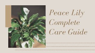 Peace Lily Care for Beginners | Helpful Tips - Spathiphyllum