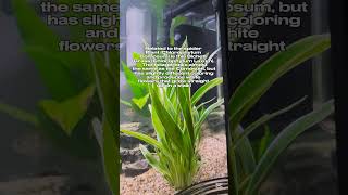 Chlorophytum Bichetii, the Spider Plant of the Aquariums! #plants #spiderplant #aquarium #aquaria #p