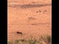 Warthog Surprised