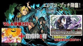 ［プッチ降臨］ビッグマムと徐倫で周回します！育成枠1つ有り。無課金だけど強スキル持ち、絶対確保しよう。特殊演出発生のため、時間かかります。(パズドラ)