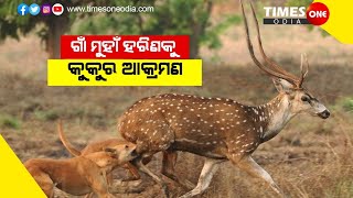 Times One Odia ||Deer Death Story ||ଗାଁ ମୁହାଁ ହରିଣ କୂଅରେ ପଡି ମୃତ୍ୟୁ ||Kamakshyanagar ||Parsuram ||