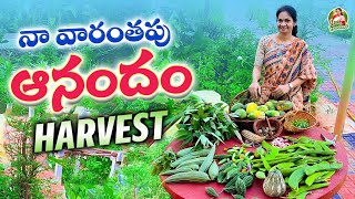 HappyHarvest /ఎన్ని రకాలు పండిస్తున్నాం కన్నా,పండించిన వాటితోనే వారమంతా గడవటం ముఖ్యం @MADGARDENER