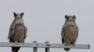 Blakiston's fish owl （シマフクロウ）by SONY NEX FS700