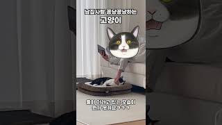 남집사랑 꽁냥꽁냥하는 고양이