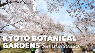 Visiting Japan's Oldest Botanical Gardens during Sakura season