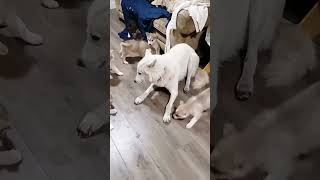 Cute Puppies #shorts #shortvideo #puppy