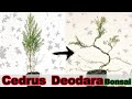 Bonsai Bending Techniques -Cedrus Deodara by Bonsai Diary