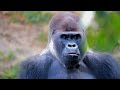 Funny Monkey Video | Monkey Laughing | Chimpanzee | Monkey Eating | Rina's Animal Channel