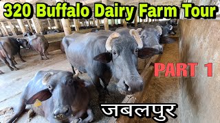 320 - Buffalo Dairy Farm Tour || अजीम डेयरी फार्म जबलपुर मध्यप्रदेश