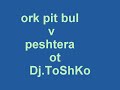 ork pit bul 2012 v peshtera za plamen 2