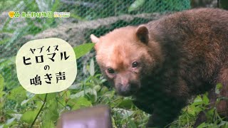 【東山動植物園公式】ヒロマルの鳴き声《 ヤブイヌ 》