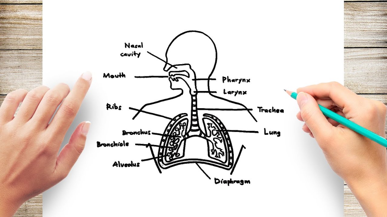 Human Respiratory System Diagram For Kids