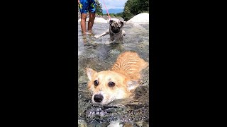 突然現れた友達に慌てるコーギー / Corgi panics when her friend suddenly appears #コーギー #サクラ #corgi