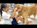 理不尽な八つ当たりにマジビビリする大型犬クッキー【ゴールデンレトリバーとミニチュアダックスフンド】