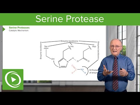 What is the role of serine and histidine at the active site of serine proteases?