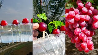 Best \u0026 easy to way grow grape plant at home from fruit || Water propagation for planting