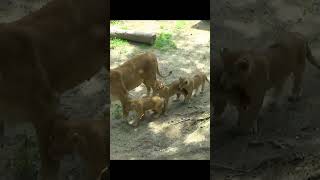 可愛い～💓ママの所へ走ってくる三つ子ちゃん😍【とべ動物園】