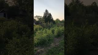 Food Forest In The Making - Ontario, Canada