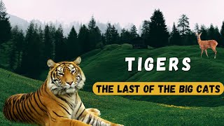 The Last of the Big Cats: Why Tigers are Doomed