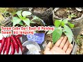 Ilmu Baru Nih ‼ Tanpa Repot Cara Menanam Cabe Di POT  Tanpa Semai  ( Tanam Biji Langsung )