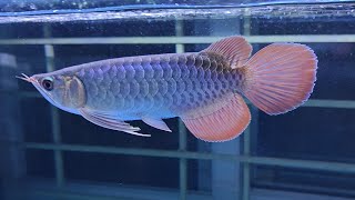 Semi Kumpai Indo Super Red Arowana 10\