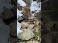 お猿さんが温泉を楽しんでった shorts short animal 猿 動物 温泉 かわいい