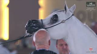 N 162 SUMOU SHALY   6th Souq Waqif International Arabian Horse Show 2025   Mares 4 6 Years Old Class