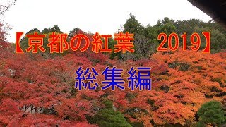 【京都の紅葉2019】総集編　東福寺、清水寺、南禅寺、永観堂他　Kyoto、Autumn leaves、Omnibus