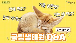 [국립생태원 Q\u0026A] 생태원 사막여우, 왜 갈 때마다 자고 있죠?