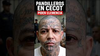 Bukele responde a pandilleros que suplican por una segunda oportunidad CECOT, pandillas el Salvador