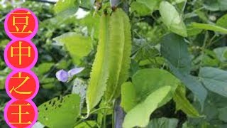 龍豆, (四角豆)的功效。Health benefits of Winged bean .Khasiat Kacang Botol