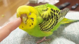 甘える水浴び後のセキセイインコのぴっぴ