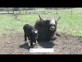 a baby yak s first day