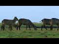 4k african antelopes wild animals of africa in 10 bit color part 2